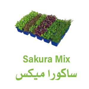ساكورا ميكس - كرتون