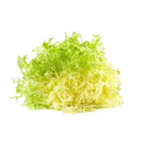 خس فريزي اصفر _باكت