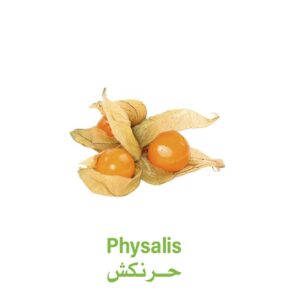 حرنكش هولندي - باكت