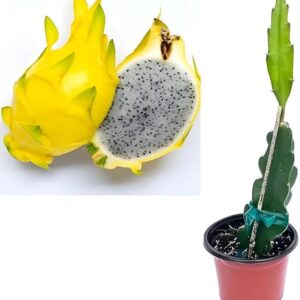 داجون فروت اصفر 1 كغ